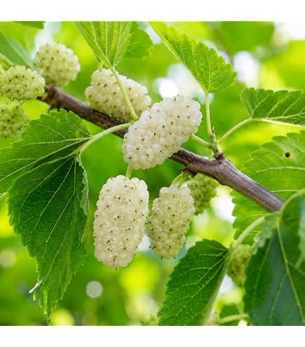 Amazon.com : 50+ White Mulberry Tree Seeds - Morus Alba - Non-GMO